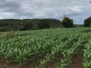 VENDO/TROCO FAZENDA REGIAO DE RIO QUENTE GO 6205