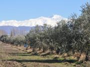 Venta 28 hectáreas en Vistalba