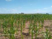 Venta 33 Hectáreas en despeñadero a 500mts del rio