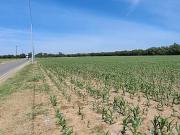 VENTA CAMPO 11 DE SEPTIEMBRE