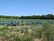 Venta campo 3 hectareas Villa Retiro