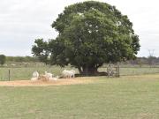 Venta Campo de 56 hectáreas en ruta 34, Pilar, GBA Norte Venta Campo de 56 hectáreas en ruta 34, Pilar, GBA Norte