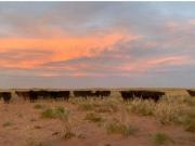 VENTA CAMPO GANADERO 25000 HECTAREAS LA PAMPA Y MENDOZA AGUA