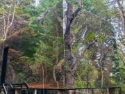 VENTA CASA EN EL BOSQUE CON RENTA TURISTICA BRC