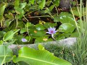 Venta casa en Residencial Sumiya, Jiutepec, Morelos