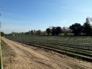 VENTA: CASA QUINTA Ref. 242