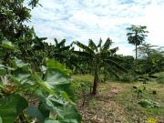 VENTA DE 167 HECTÁREAS LISTAS PARA ACTIVIDADES...