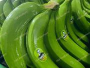Venta de Bananera