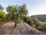 VENTA DE BONITA FINCA DE OLIVOS EN LANJARÓN GRANADA