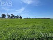 VENTA DE CAMPO – 200 HECTÁREAS – PARTIDO DE BARADERO,...