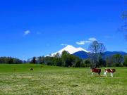VENTA DE CAMPO DE 25 HECTAREAS