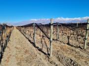 Venta de finca con alojamiento turistico en tunuyán, mendoza