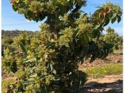 VENTA DE FINCA CON EXPLOTACIÓN DE AGUACATES