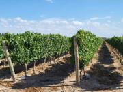 VENTA DE FINCA DE 27 HAS EL CARRIZAL, LUJN DE CUYO, MZA