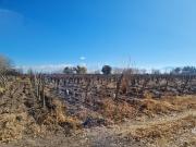 Venta de finca en agrelo, lujan de cuyo mendoza