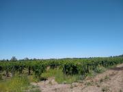 Venta de Finca en calle F General Alvear