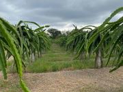 VENTA DE FINCA EN PRODUCCIÓN, LA CUCA