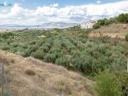 Venta de finca rústica de 77 olivos en Otura Granada