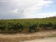 VENTA DE FINCA RUSTICA EN VILAFRANCA DEL PENEDES DE 9 Ha