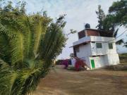 Venta de Fundo 8 h. con producción de mango en Casma Ancash