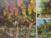 VENTA DE FUNDO AGRICOLA DE 92 HA, ZONA VILLA CURI ICA