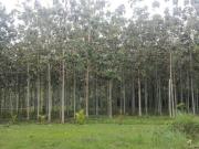 Venta de Fundos desde 9 ha | Carretera Federico Basadre,...