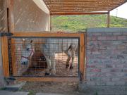 Venta de Lote en Asia – Fundo Pradera II Etapa