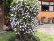 VENTA DE LOTE URBANO CON CASA EN CHIA CUNDINAMARCA