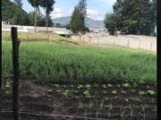 VENTA DE LOTES PIFO