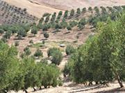 Venta de Olivar en Málaga, término municipal de Ronda