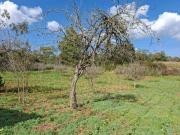 VENTA DE RANCHO DE 2.0 HECTÁREAS EN ZACATLÁN, PUEBLA