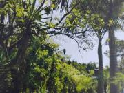 VENTA DE RANCHO/FINCA