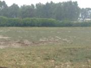 Venta de Terreno Agrícola de 10,000 m² en Mala, Ideal...