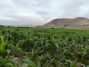 Venta De Terreno Agricola En Huacho