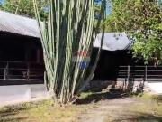 Venta de terreno en arosemena tola, napo Venta de terreno en arosemena tola, napo