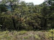 VENTA DE TERRENO EN FRACC. CAMPESTRE LOTE 96, VILLA DEL...