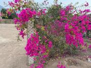 Venta de Terreno en Pachacamac