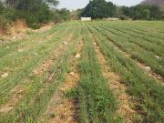 Venta de terreno escriturado, Jaloxtoc, Villa de Ayala,...