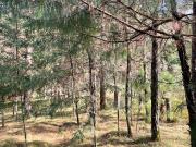 VENTA DE TERRENO POR PARTES EN HERMOSO BOSQUE EN EL...