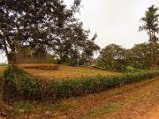 VENTA DE TERRENO, SECTOR PEDRO VICENTE MALDONADO, DENTRO...