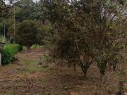 VENTA DOS LOTES TERRENOS 3803 m2, PEDRO VICENTE...