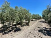 Venta Fazenda Lucena Córdoba DS83121885