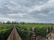 Venta finca 4 has las compuertas lujan de cuyo