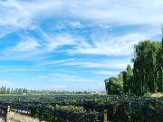 Venta finca 8 has las compuertas lujan de cuyo