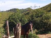 Venta Finca Agrícola San Roque Antioquia