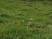 Venta Finca Alejandría Antioquia