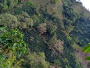 Venta Finca Cafetera en Betulia Antioquia