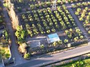VENTA FINCA con OLIVOS y CIRUELOS en COQUIMBITO