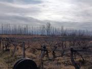 Venta Finca con Viñas en Producción El Usillal Ls...