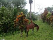 VENTA FINCA DE 11.2 Ha en PUERTO QUITO